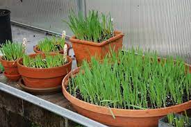 Growing Pet Grass Pet Grass Growing Catnip Cat Grass