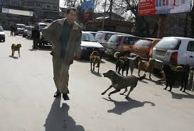 Who do i call for a stray dog. Do India S Stray Dogs Kill More People Than Terror Attacks Bbc News