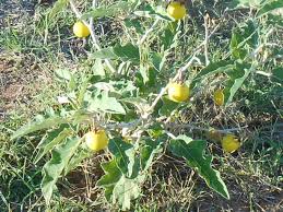 Image result for Solanum lichtensteinii