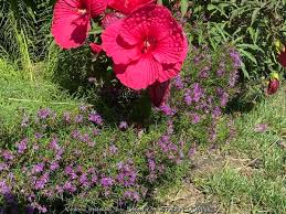 Image result for Vernonia kirkii