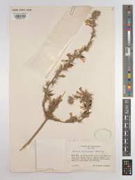 Image result for Eminia antennulifera