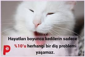 Kedinizin Disleri Nasil Kedi Kedisever Kedisagligi Patiaski Kedi Kedi Kopek Kopek