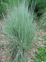 Image result for Schizachyrium jeffreysii
