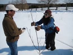 It spans a number of horticultural techniques. When To Prune Fruit Trees Orchard People Fruit Tree Care