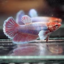Betta Fish Betta Fish Ideas Bettafish Fishbetta Live Betta Fish Juvenile Blue Metallic Pink Dumbo Halfmoon Hm Female Betta Fish Betta Animals Beautiful
