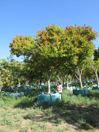 Image result for Combretum erythrophyllum