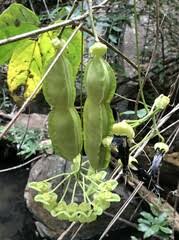 Image result for Pseudocalyx saccatus