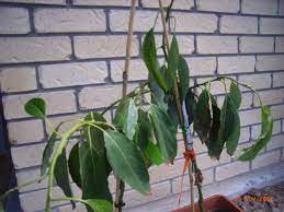 I had read somewhere that you should cut it back to 7 inches tall, but i. Forum Avocado Trees Dying Help