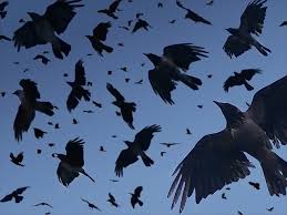 Image result for crows
