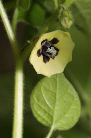 Image result for Physalis pubescens