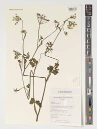 Image result for Pimpinella sp. A. of FZ 4: 594