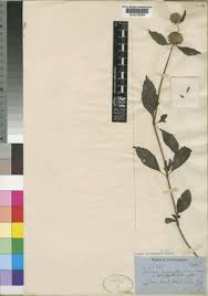 Image result for Leucas deflexa