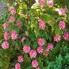 Image result for Dicliptera sericea