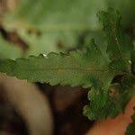 Image result for Asplenium macrophlebium