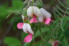 Image result for Tephrosia whyteana