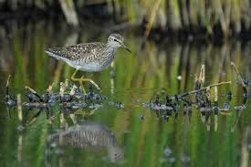 Image result for Trachypogon chevalieri