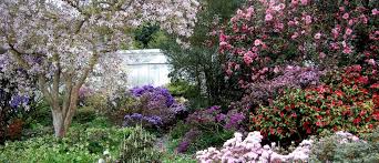 Maybe you would like to learn more about one of these? Rhododendrons And Azaleas How To Grow What They Need And How To Keep Them Healthy
