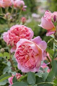 The blooms are visually appealing and the scent is intoxicating as well. 31 David Austin Roses That Are Most Resistant To Disease Gardening 101
