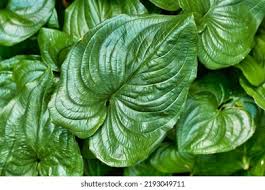 Image result for Tecophilaeaceae