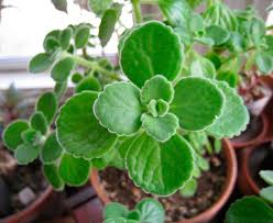 Image result for Coleus cylindraceus