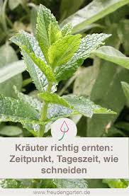 Krauter Richtig Ernten So Gelingt S Mit Basilikum Co Pflanzen Gartenarbeit Fur Anfanger Krauter Pflanzen