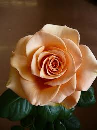 Marilyn Monroe Rose This Color Is Burned Into The Brains Of Nearly All Men My Age Beautiful Roses Peach Roses Beautiful Flowers