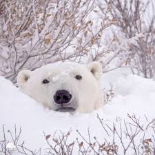 Polar Bears International On Instagram Education Is The Best Way To Facilitate Change And Inspire Those Around Us T Polar Bear Polar Bears International Bear