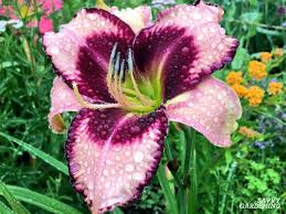 (crichton, 1999)1 'stella's sparky' (crichton, 1999)1. The Daylily A Perfect Perennial For The Summer Garden
