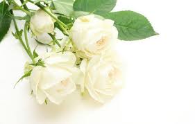 Manfaat bunga mawar bukan hanya pelengkap bunga tujuh rupa. Khasiat Bunga Mawar Putih Bagi Tubuh Kita Lintas Lampung