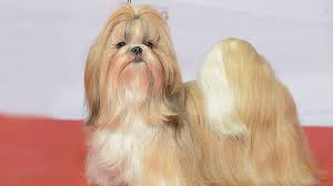 Shih tzu breeders in australia and new zealand. Shih Tzu 10 Vital Dog Breed Information On The Cute Companions Petmoo