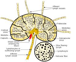 Application of computers in pharmacy. Pharmacy Notes Pdf Pharmawiki In