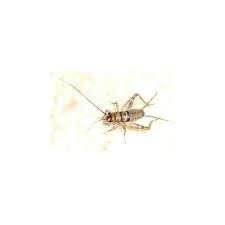 House crickets tend to live outside in warm weather but look for a way inside come autumn, when temperatures drop. Buy Central Valley Cricket Live Crickets 250 Large Online In India B07snrx4q5