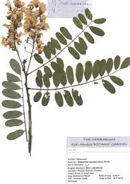 Image result for Calpurnia aurea