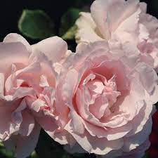 First Crush Parfuma Floribunda Rose Rose Hybrid Tea Roses Floribunda Roses