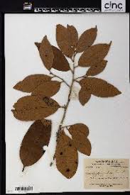 Image result for Diospyros chamaethamnus