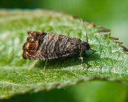 Image result for Lobesia botrana grapevine