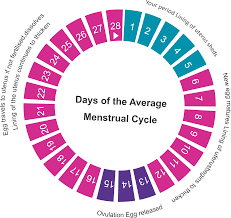Menstrual Cycle Ovulation Calendar Calculator Fertility