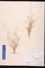 Image result for Eragrostis friesii