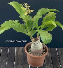 Image result for Cyphostemma zombense