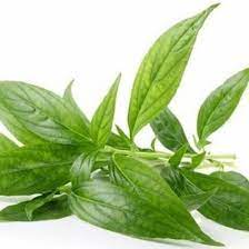 Jual daun sambiloto, dijual per lembar daun. Jual Daun Sambiloto Segar Jakarta Timur Sumber Nutrisi Tokopedia