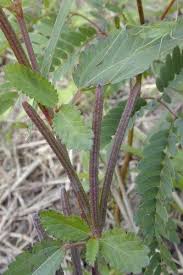 Image result for Corchorus kirkii