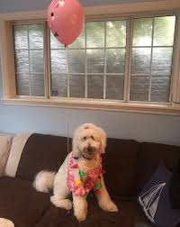 Your support also helps gana to fund research and development regarding health, genetics, puppy development, and more. Coastland Goldendoodles