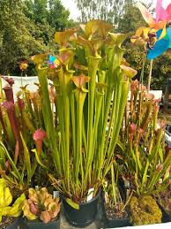 Image result for Ctenium somalense