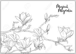 Download and print magnolia coloring pages for kids! Magnolia Tree Branch With Flowers Coloring Page For The Adult Royalty Free Cliparts Vectors And Stock Illustration Image 133929129