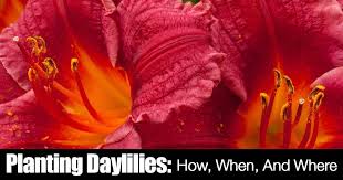 Maybe you would like to learn more about one of these? Daylily Care Growing Daylilies How When And Where