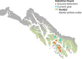 Image result for kabatina thujae