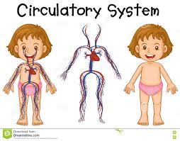 Resultado de imagen para sistema circulatorio niños