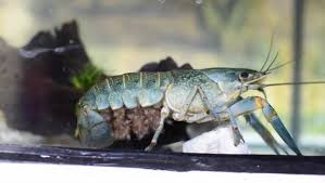 Rahasia Budidaya Lobster Air Tawar Di Kolam Terpal Untung Miliaran Sipendik