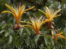 Pin On Baobabs Adansonia