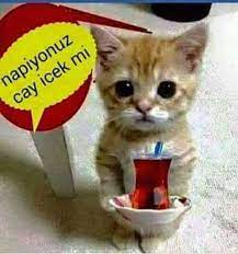 iyi aksamlar cats animals dog cat